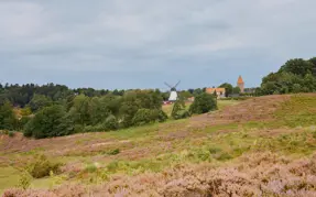 Lyngbakkerne i Gl Rye med møllen i baggrunden