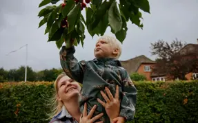 Mor løfter lille dreng som plukker kirsebær