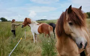 Nr Vissing: Hest sammen med god ven